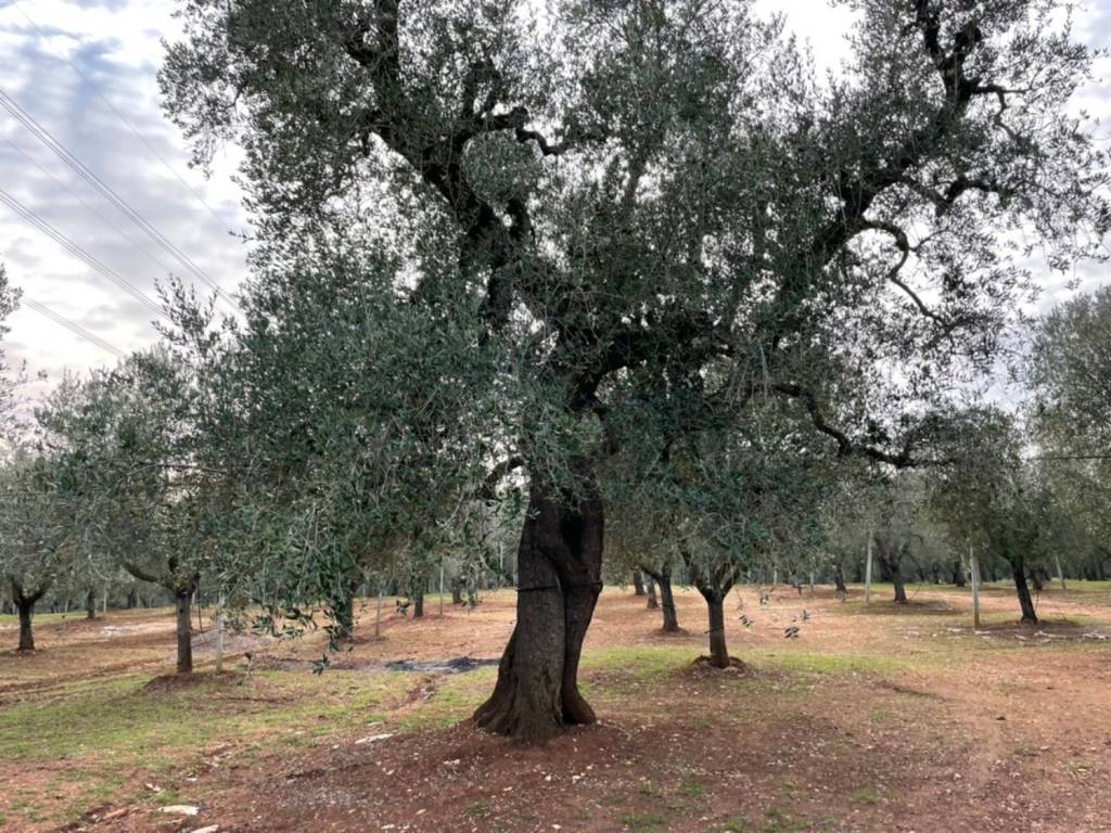 Terreno a Francavilla fontana in Contrada palmarino - Foto 4