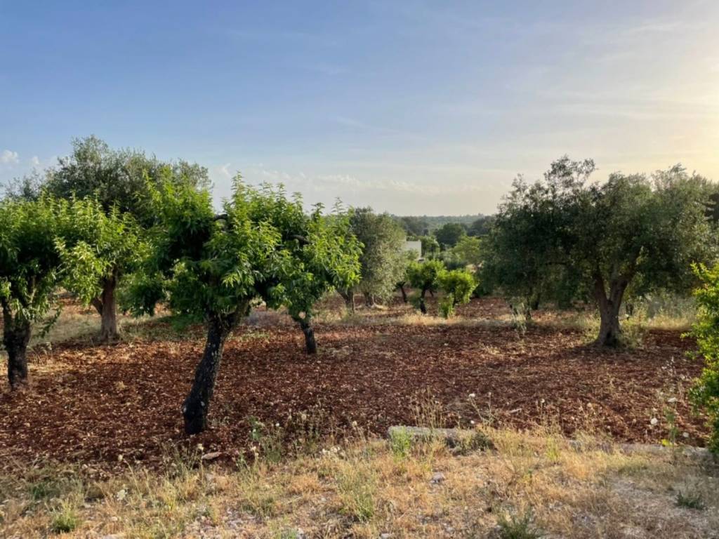 Terreno a Ceglie messapica in Contrada montevicoli - Foto 2