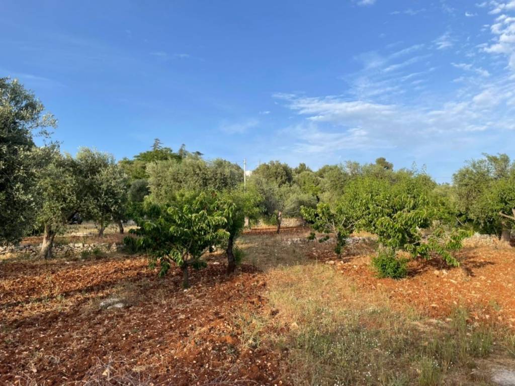 Terreno a Ceglie messapica in Contrada montevicoli - Foto 3