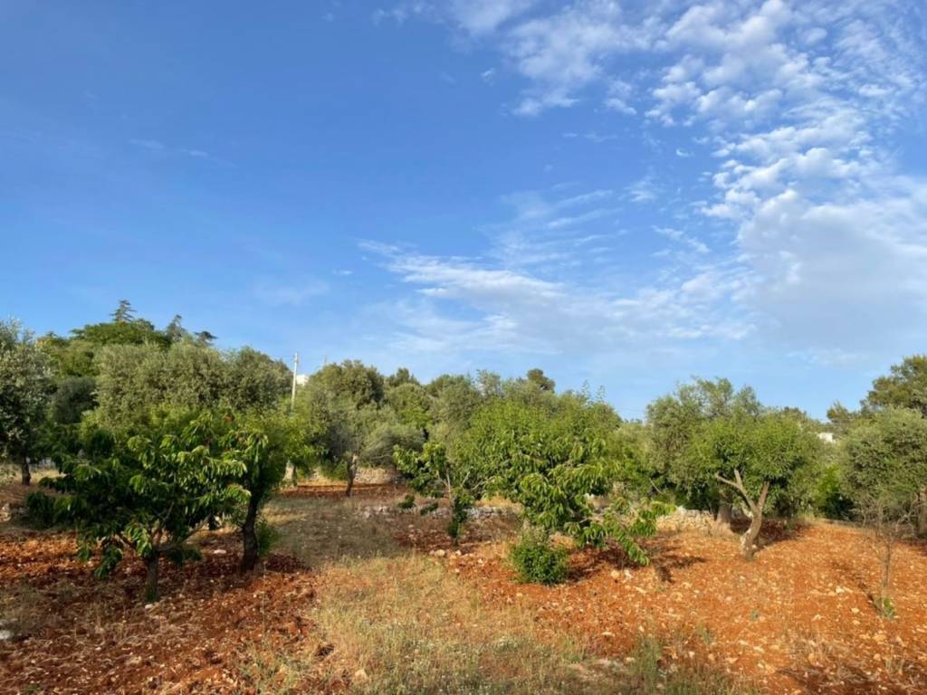 Terreno a Ceglie messapica in Contrada montevicoli - Foto 4