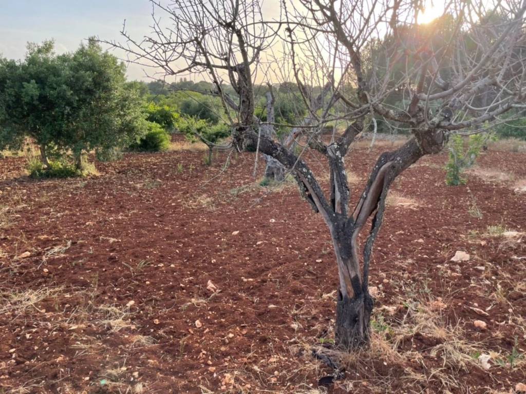 Terreno a Ceglie messapica in Contrada montevicoli - Foto 5