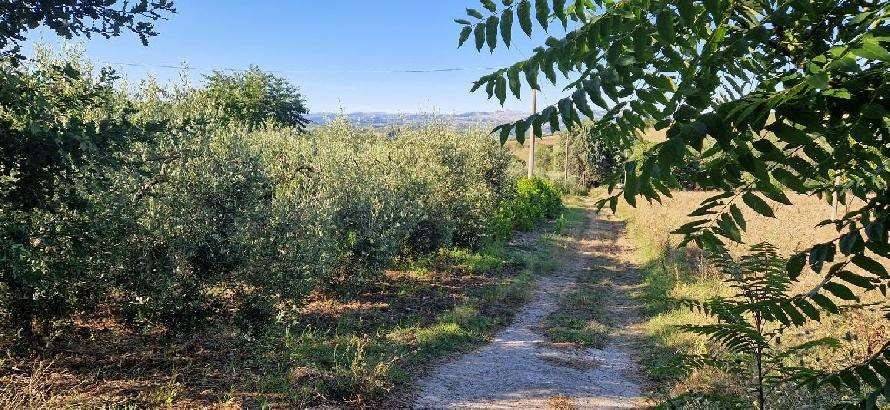 Terreno a Calvi in Via Capozzi - Foto 3