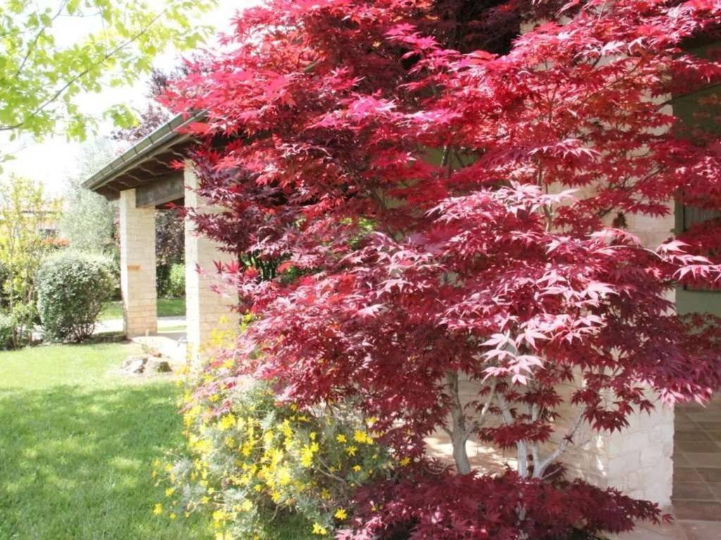 Villa a Corato - Foto 4