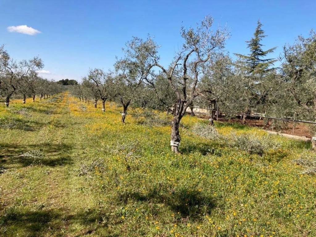 Terreno a Corato - Foto 4