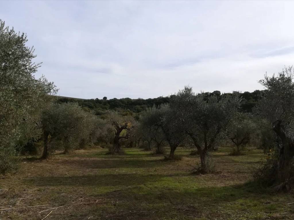 Terreno a San giacomo degli schiavoni in Contrada Maravinsoli No Number - Foto 4