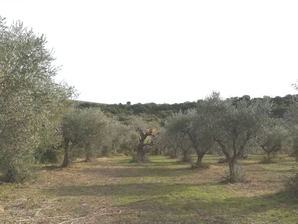 Terreno a San giacomo degli schiavoni in Contrada Maravinsoli No Number - Foto 5