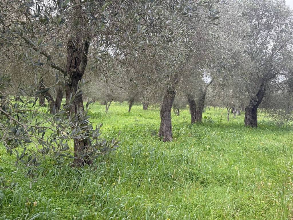 Terreno a Alghero in via valverde - Foto 3