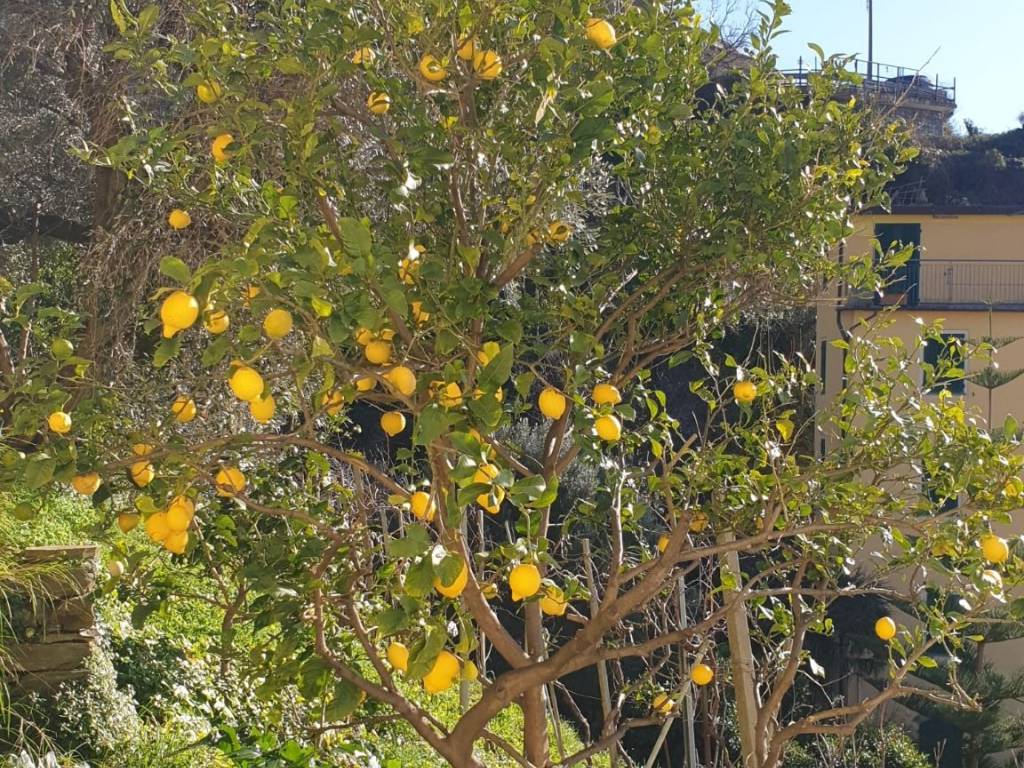 Appartamento a Riomaggiore in Via de Battè - Foto 4