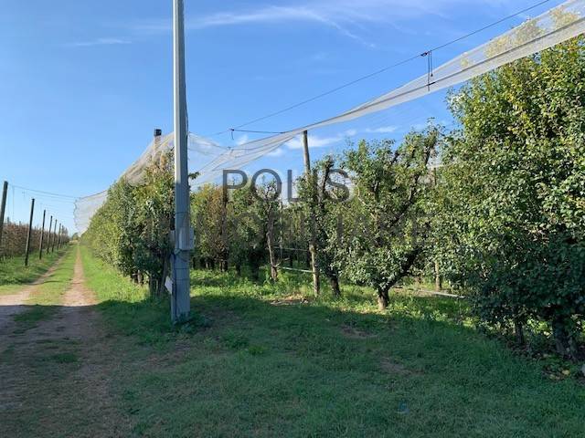 Terreno a Mirandola - Foto 2