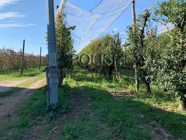 Terreno a Mirandola - Foto 3