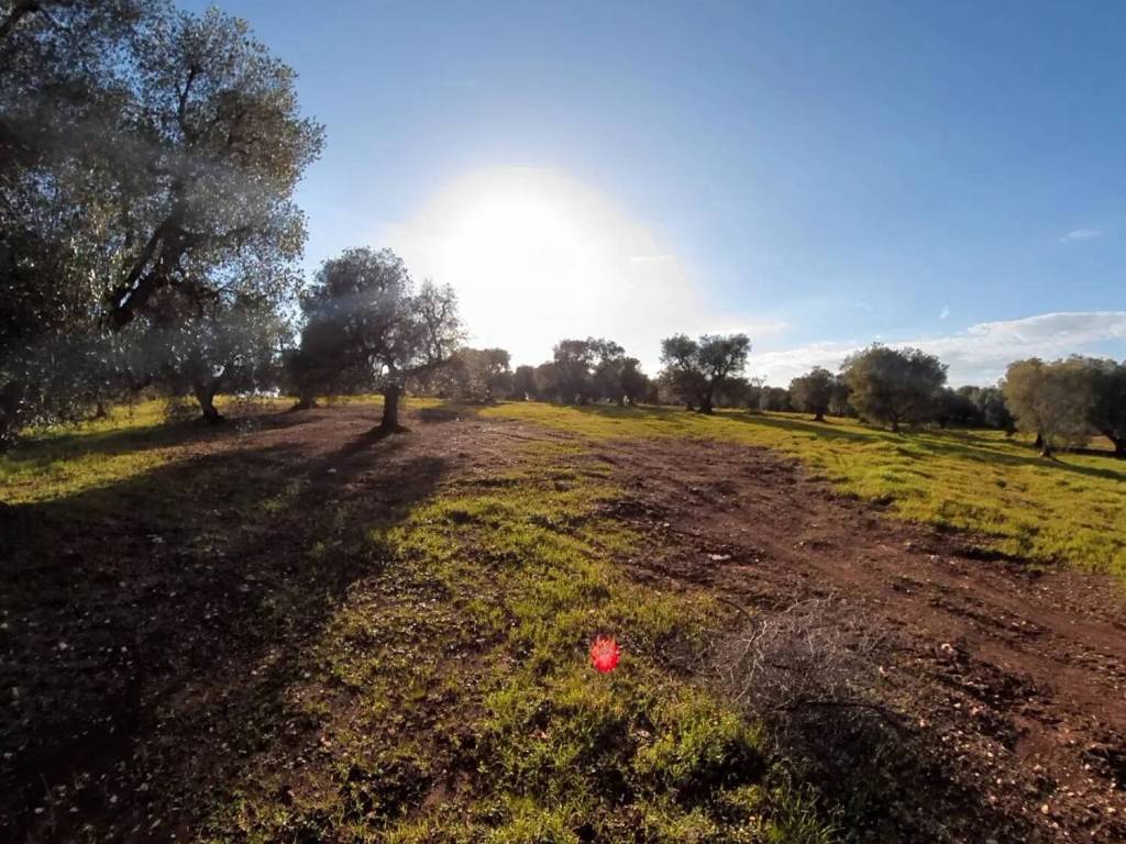 Terreno a Ostuni in Piatone S.N.C. - Foto 2