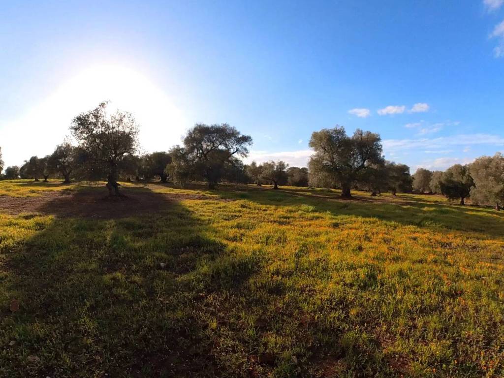 Terreno a Ostuni in Piatone S.N.C. - Foto 4