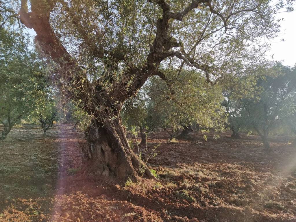 Terreno a Ostuni in Natalicchio No Number - Foto 2