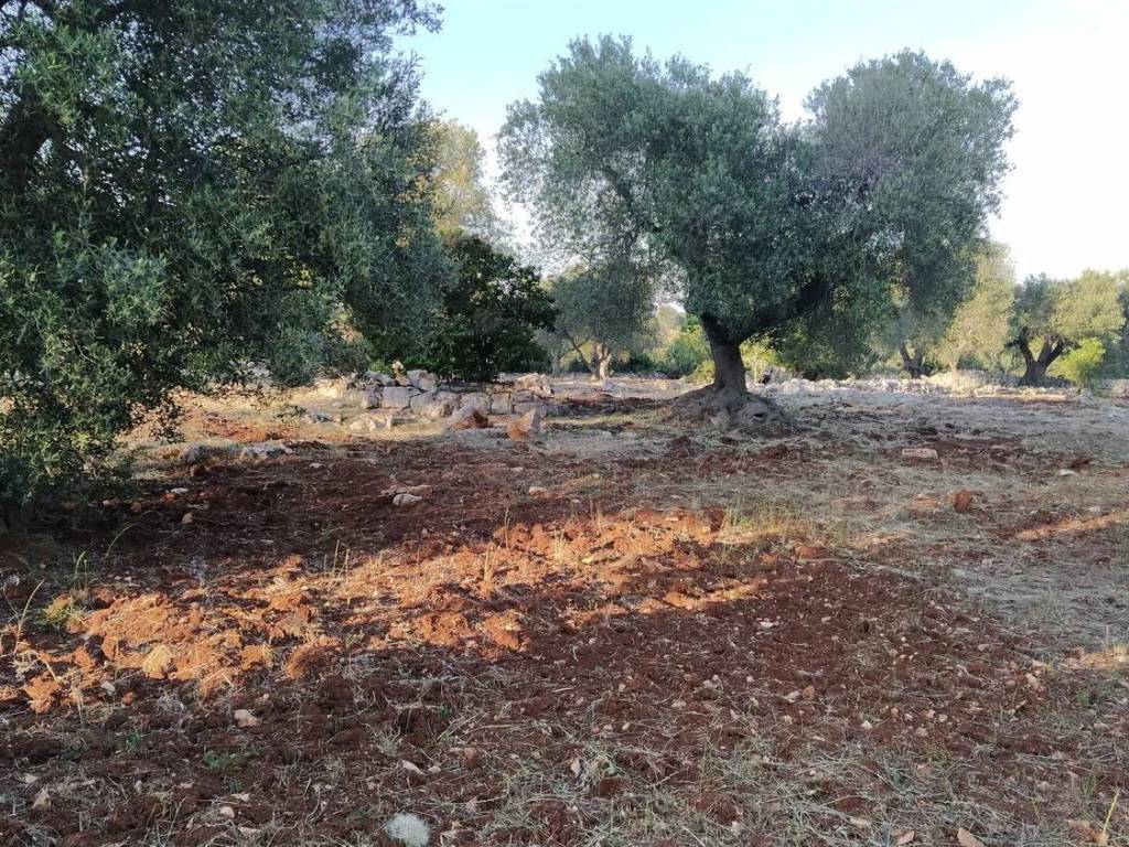 Terreno a Ostuni in Natalicchio No Number - Foto 3