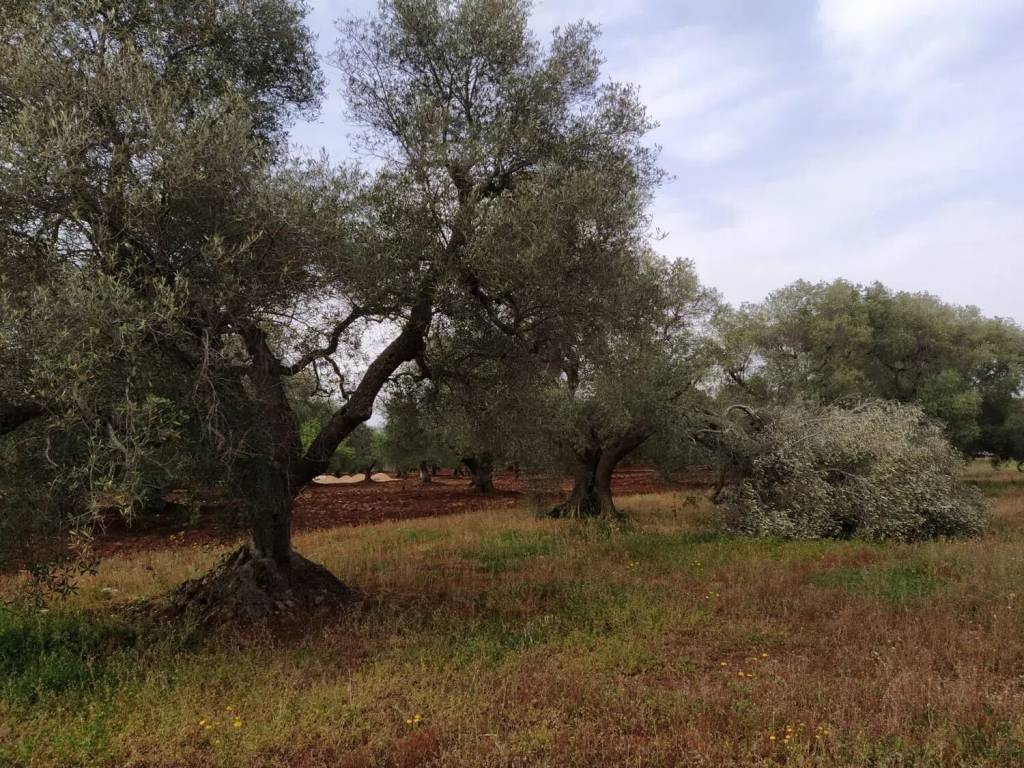 Terreno a Ostuni in Natalicchio No Number - Foto 4