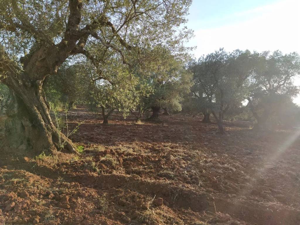 Terreno a Ostuni in Natalicchio No Number - Foto 5