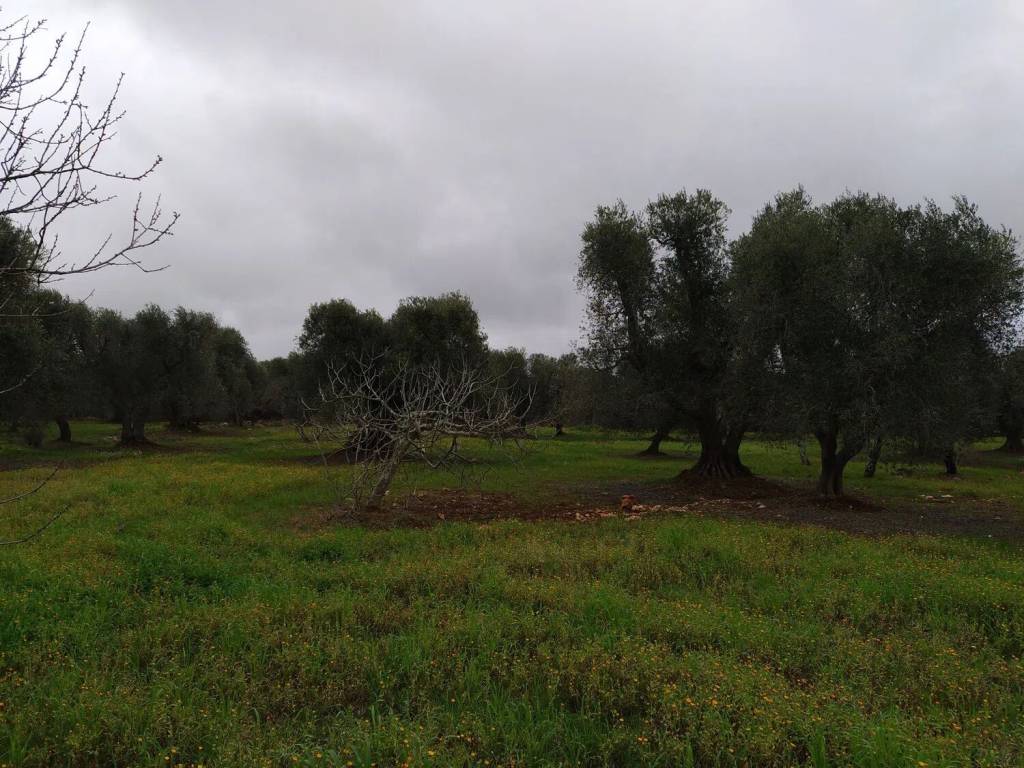 Rustico / casale a Francavilla fontana in Contrada Capece S.N.C. - Foto 5