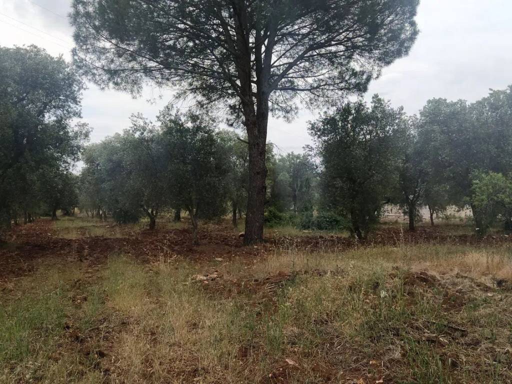 Rustico / casale a Ostuni in Sp22 S.N.C. - Foto 5