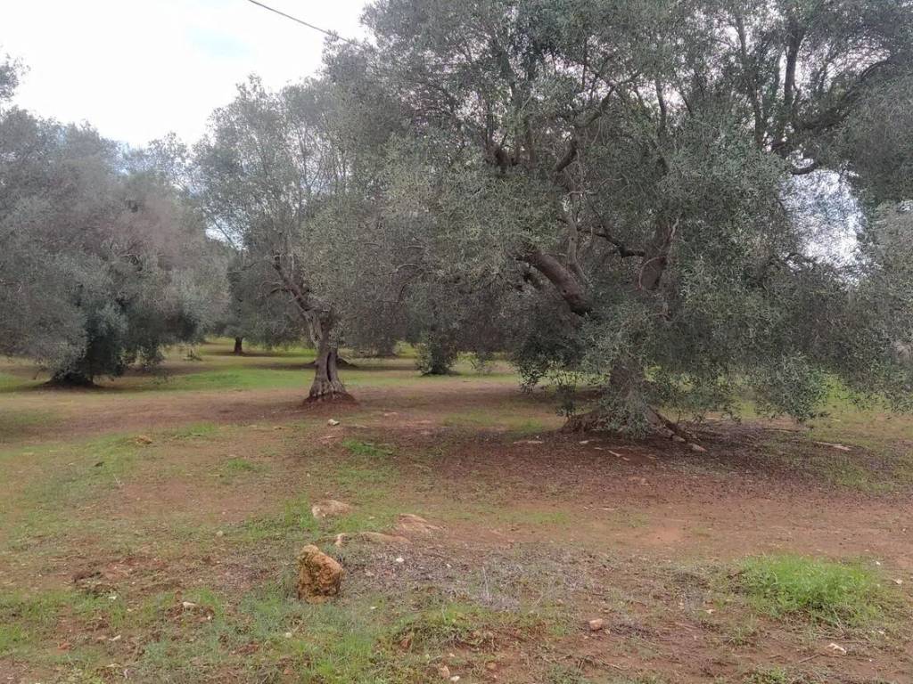 Rustico / casale a Villa castelli in Via Francavilla S.N.C. - Foto 4