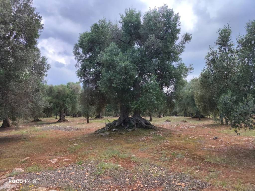 Rustico / casale a Ceglie messapica in Contrada Sant'Angelo No Number - Foto 2