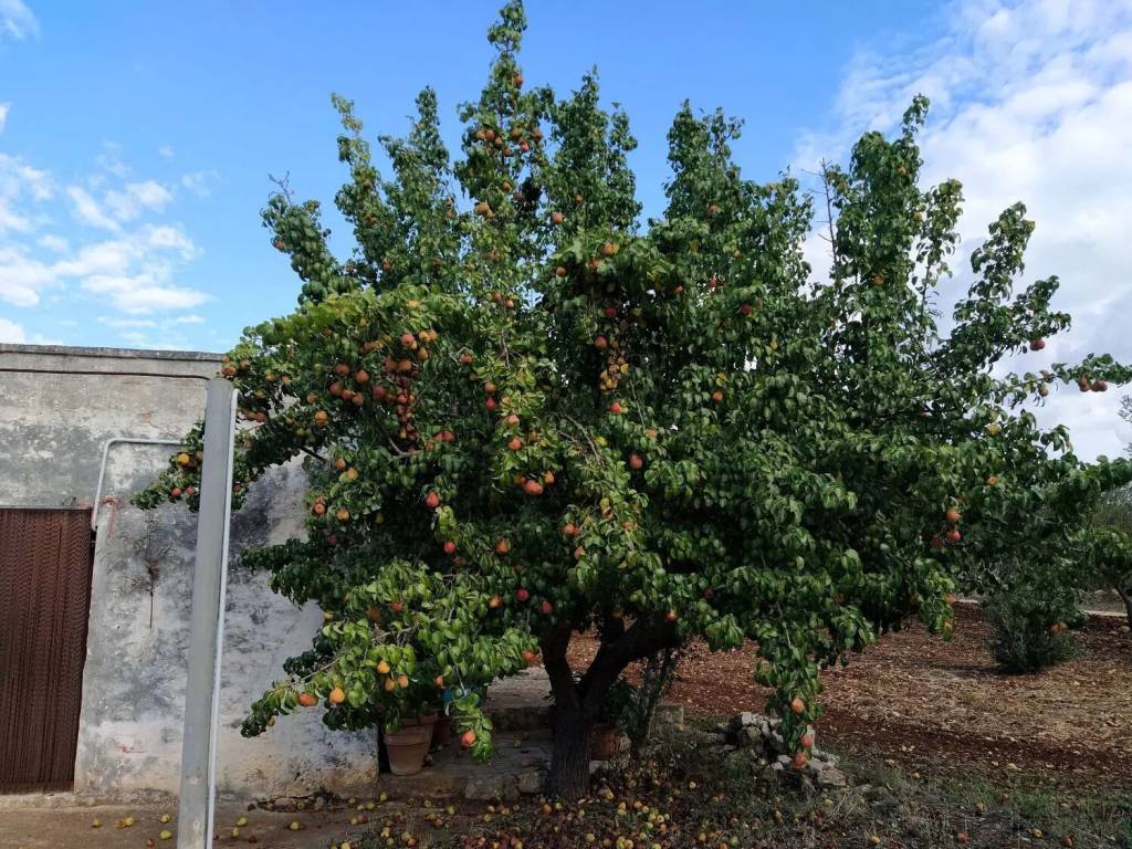 Rustico / casale a Ostuni in Strada Provinciale 28 No Number - Foto 3