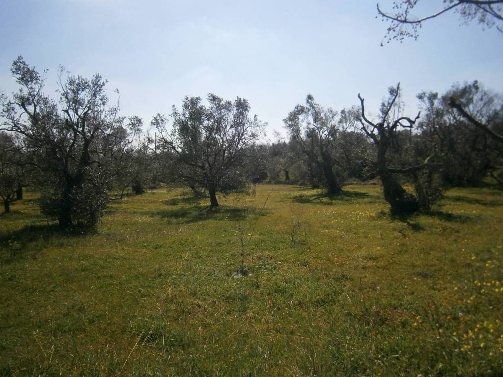 Terreno a Castrignano del capo in Strada Comunale Serra - Foto 4