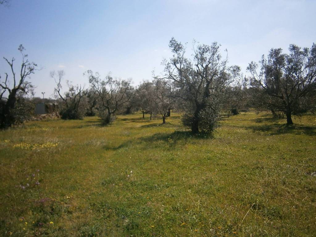 Terreno a Castrignano del capo in Strada Comunale Serra - Foto 5