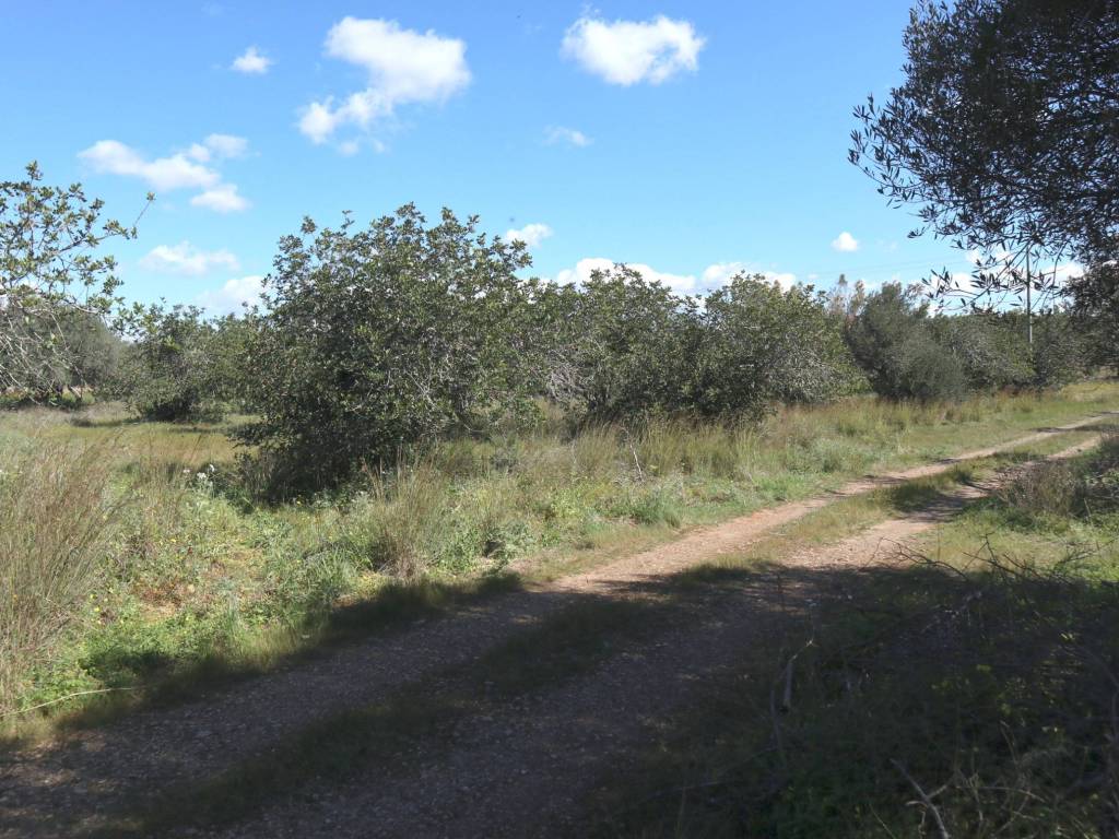 Terreno a Santa croce camerina in SC120 - Foto 3