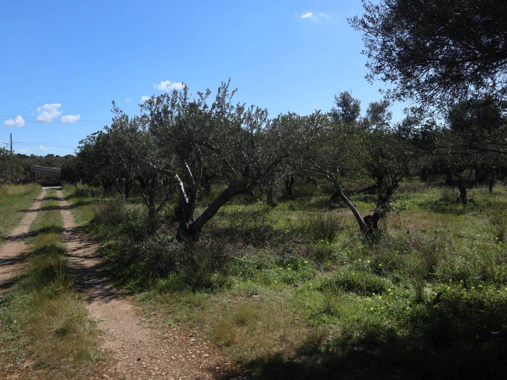 Terreno a Santa croce camerina in SC120 - Foto 5