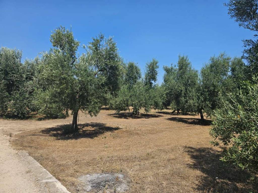 Villa a Bisceglie in contrada Enziteto - Foto 3