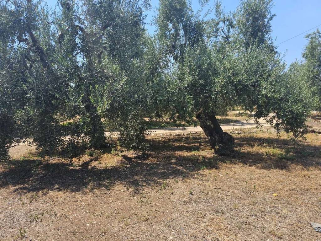 Villa a Bisceglie in contrada Enziteto - Foto 4