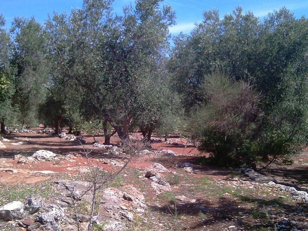 Rustico / casale a Ceglie messapica in via fedele grande - Foto 2