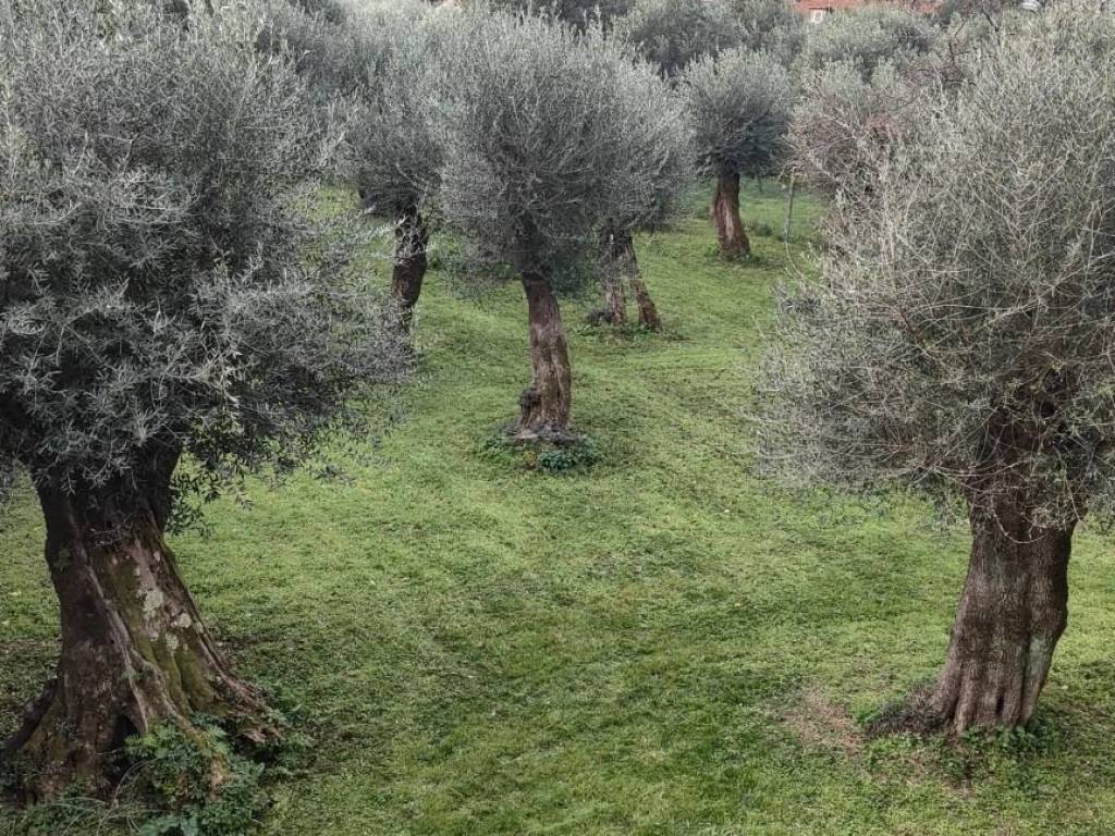 Rustico / casale a Seravezza - Foto 3