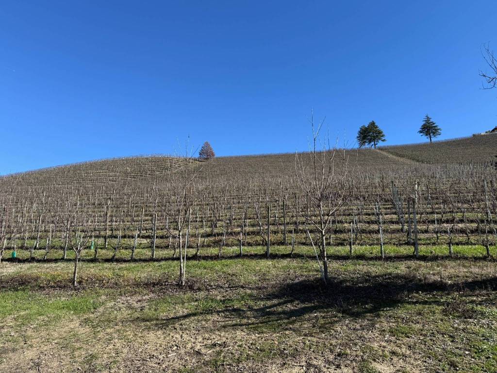 Terreno a Castiglione tinella in Strada Valle Bera, 15 - Foto 3