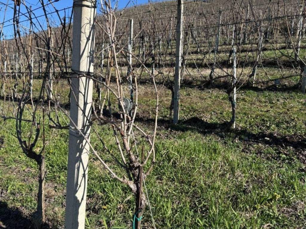 Terreno a Castiglione tinella in Strada Valle Bera, 15 - Foto 5