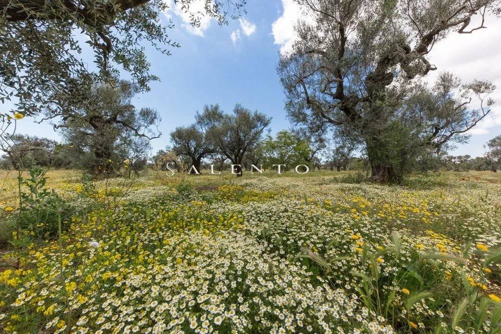 Terreno a Salve in Strada Comunale Schifazzi Leopoldi - Foto 2