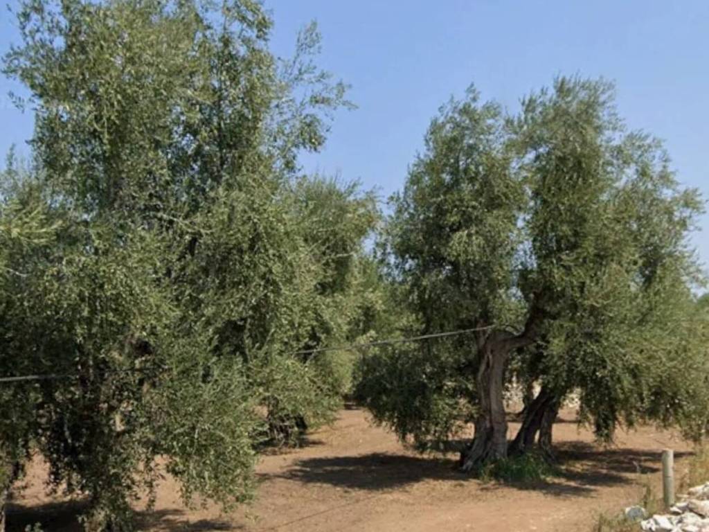 Rustico / casale a Molfetta in Urb. Molfetta Molfetta - Foto 3