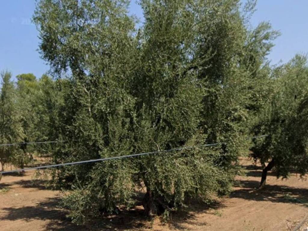 Rustico / casale a Molfetta in Urb. Molfetta Molfetta - Foto 4