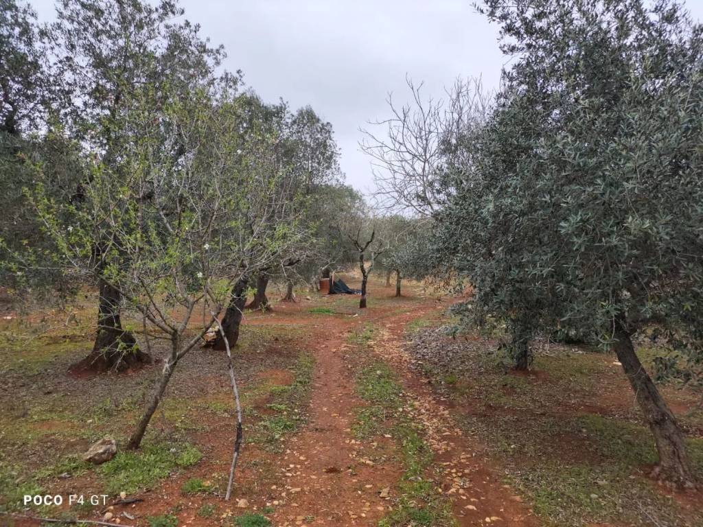 Terreno a Ostuni in Contrada Piatone No Number - Foto 4