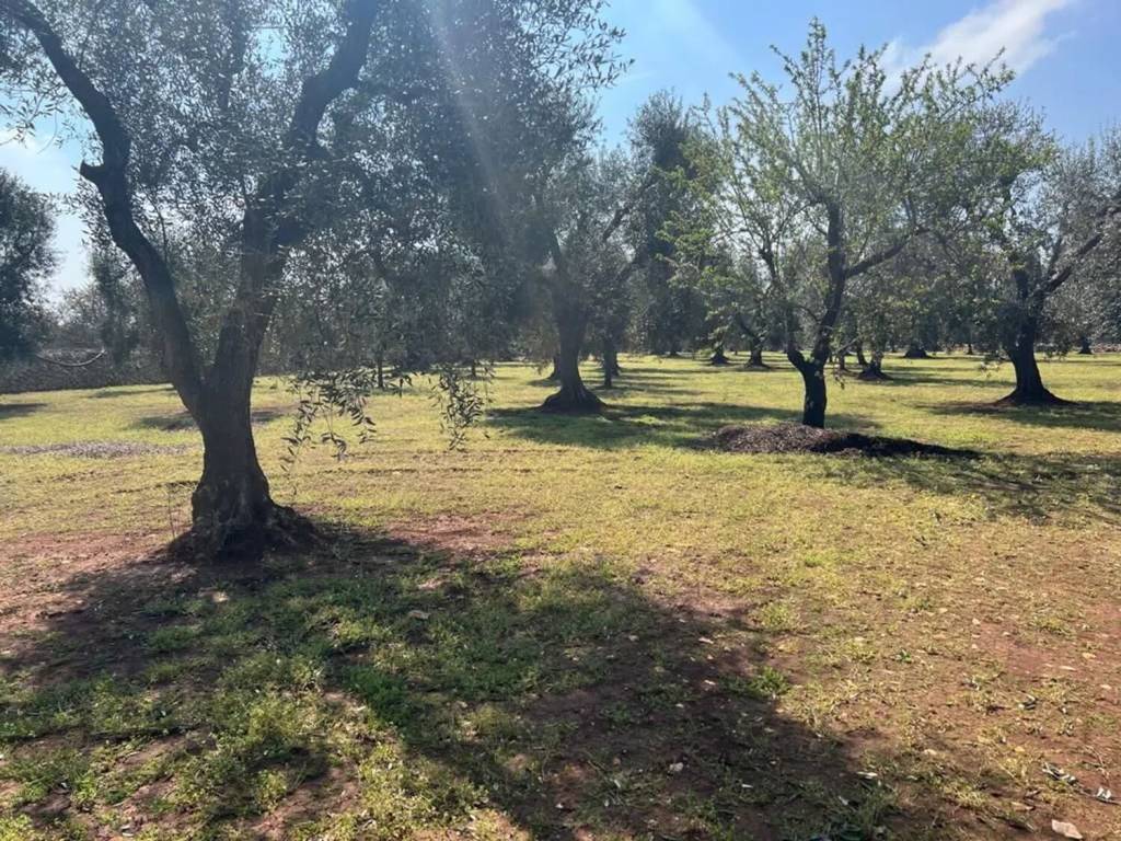 Terreno a Ostuni in Contrada Piatone No Number - Foto 5