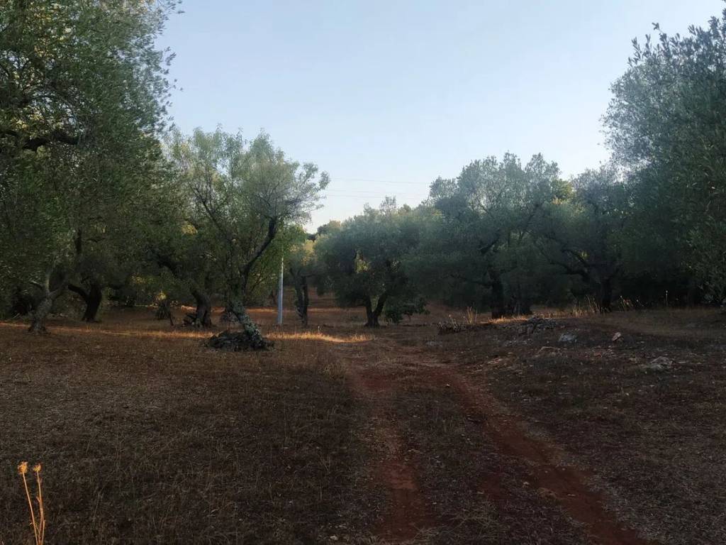 Terreno a Ostuni in Sp14, 6 - Foto 2