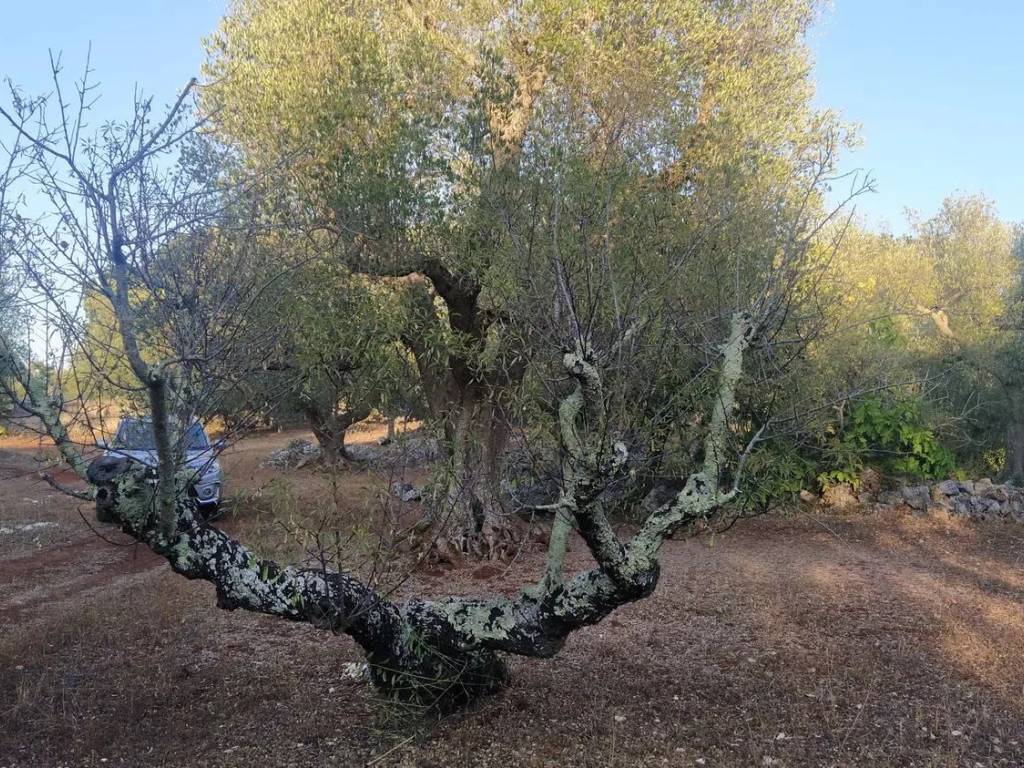 Terreno a Ostuni in Sp14, 6 - Foto 4