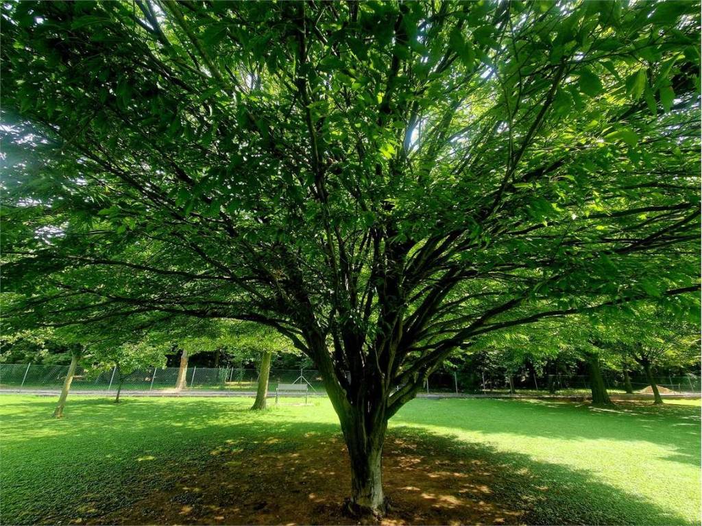 Casa indipendente a Montebelluna - Foto 5