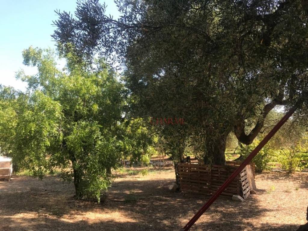 Rustico / casale a Ostuni in Via Dottor Francesco Rodio - Foto 4