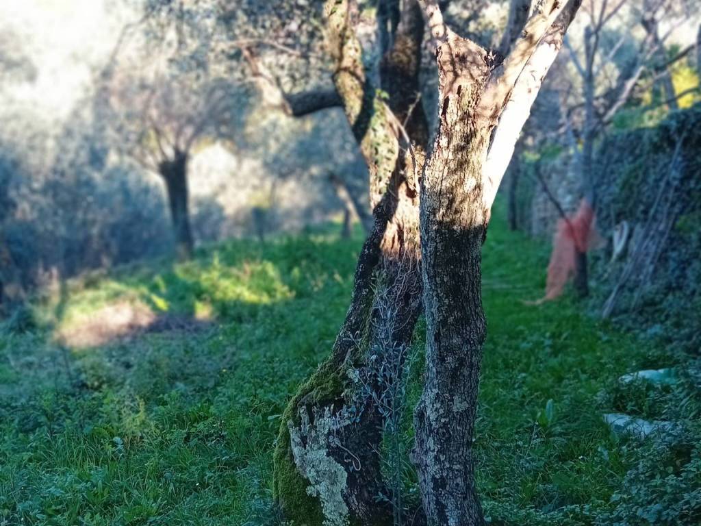 Appartamento a Recco in Via Gerolamo Speroni, 7 - Foto 3