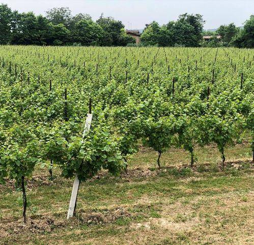 Terreno a Conegliano - Foto 2