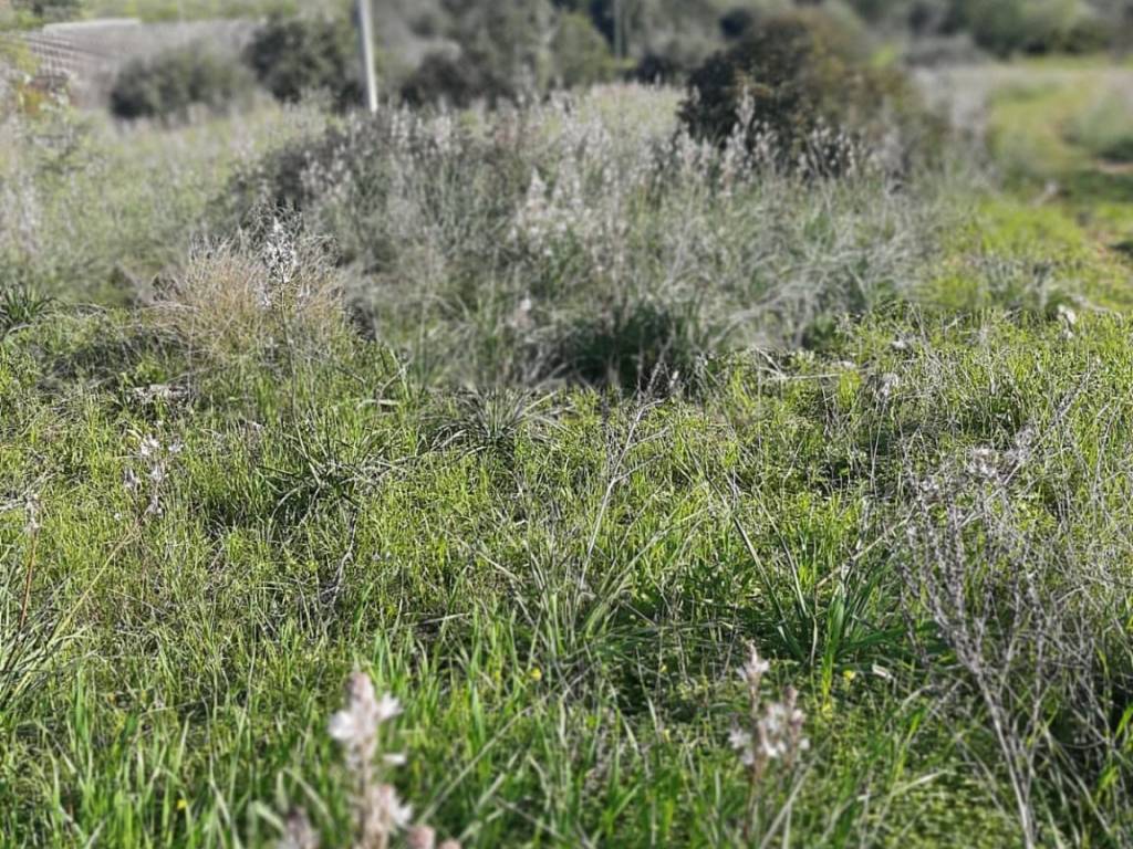Terreno a Mola di bari in strada san Materno - Foto 4