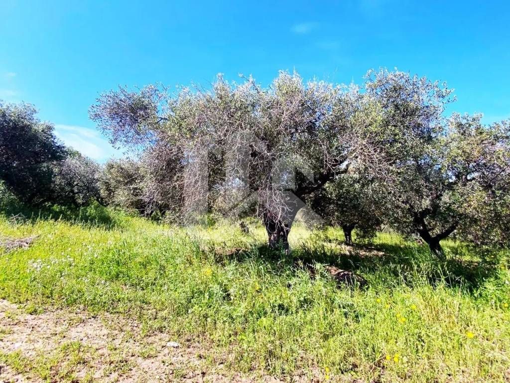 Terreno a Termoli in Via Degli Olmi - Foto 4