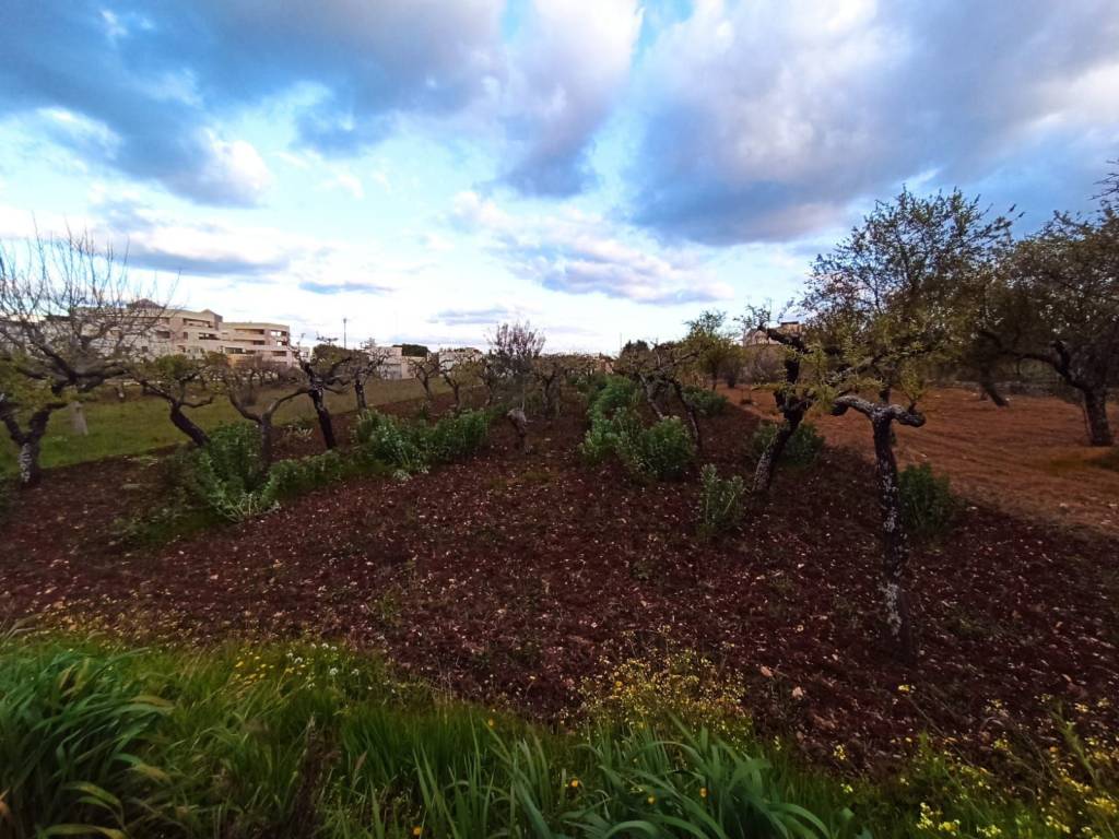 Terreno a Castellana grotte in grotte - Foto 2