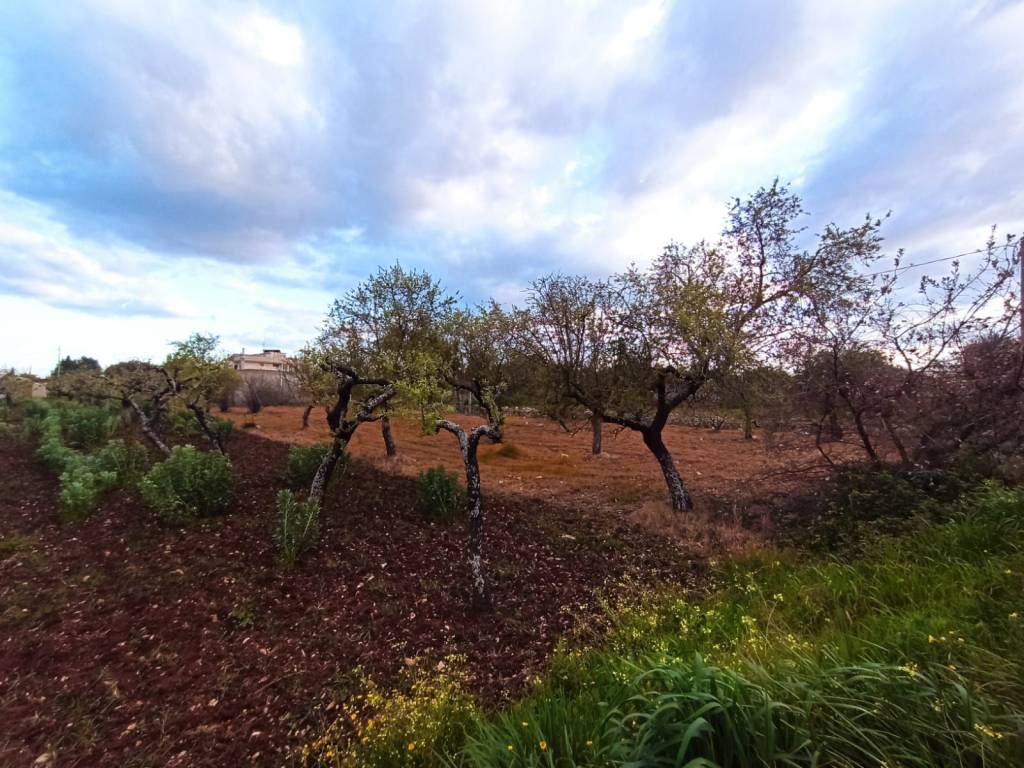 Terreno a Castellana grotte in grotte - Foto 4